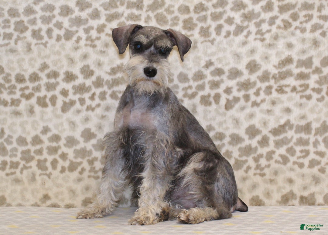 Miniature Schnauzer dogs for sale: Scout - Ad 5