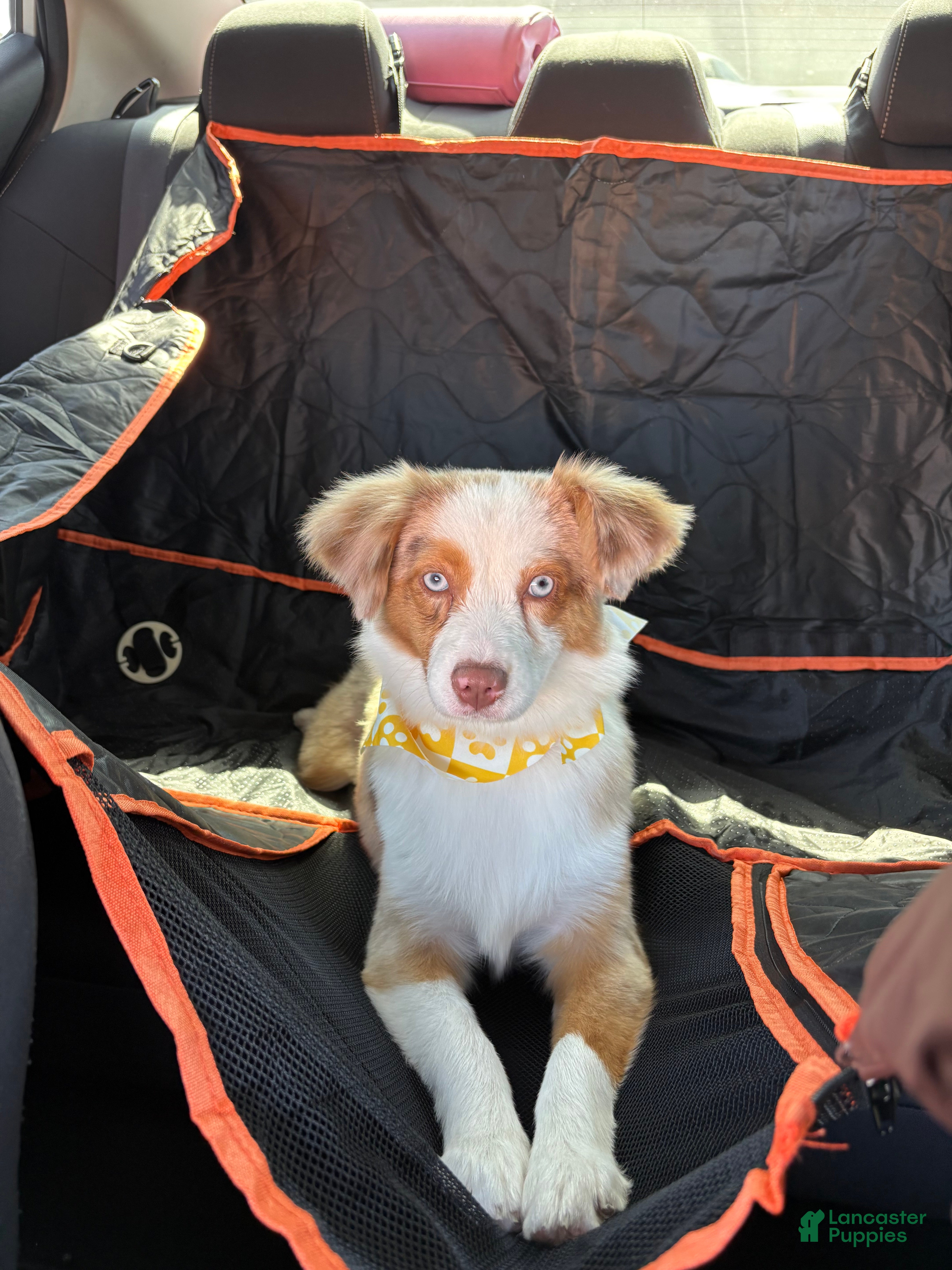 Miniature Australian Shepherd dogs Miniature Australian Shepherd - Ad 1