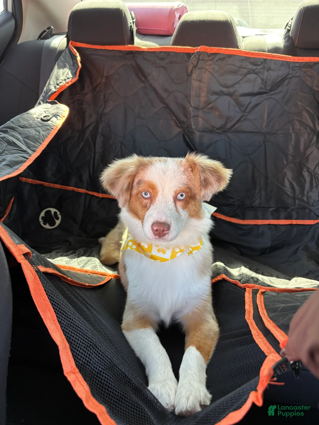 Miniature Australian Shepherd dogs for sale: Miniature Australian Shepherd - Ad 1