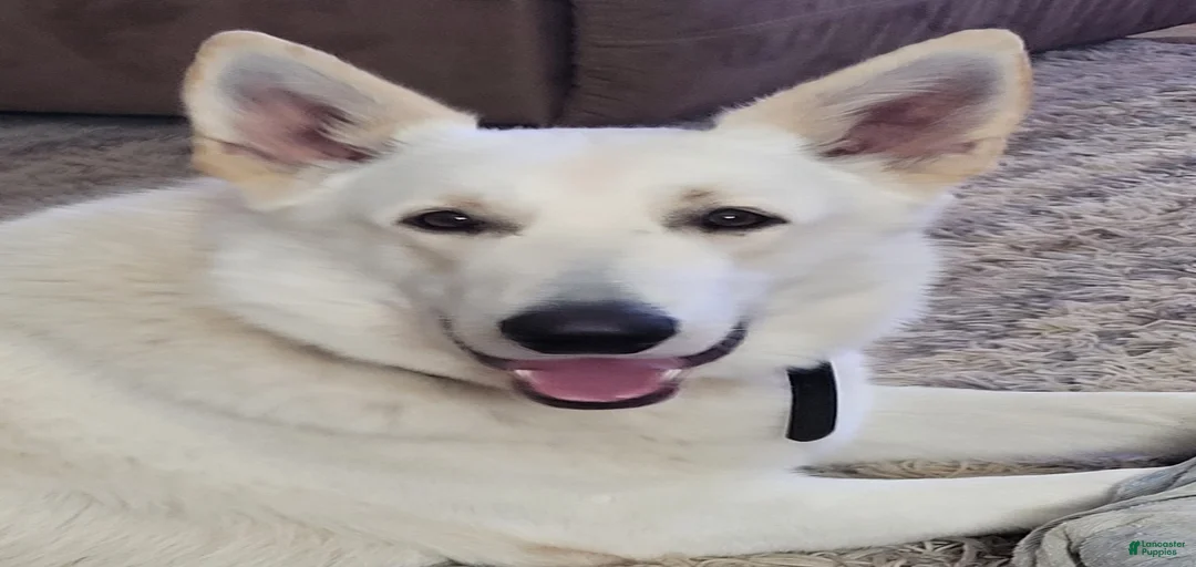 Gallery Image {{count}}