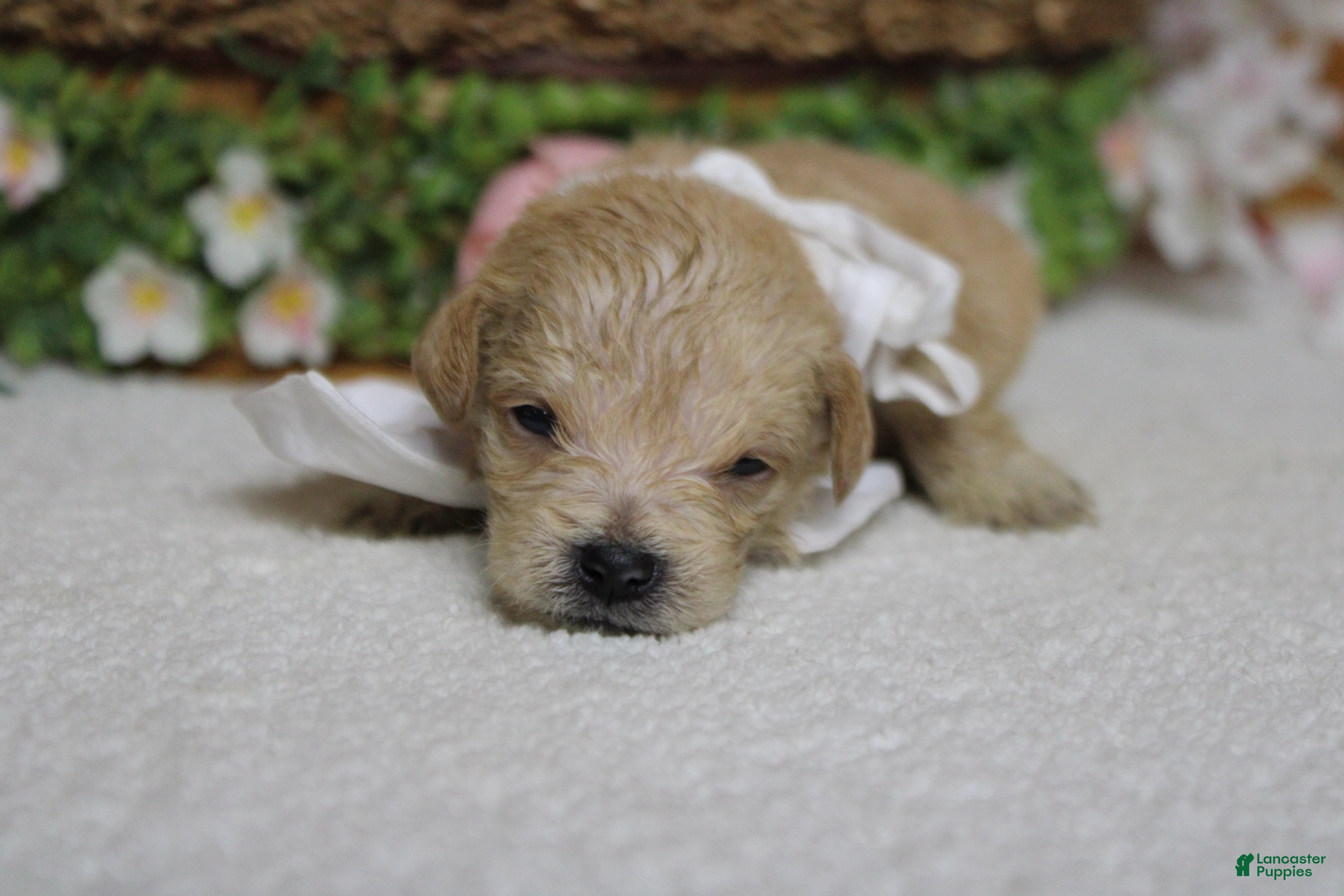 Schnoodle dogs Moscato  - Ad 8