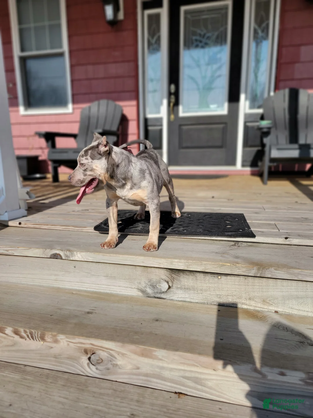 American Bully dogs for sale: Amiri - Ad 6