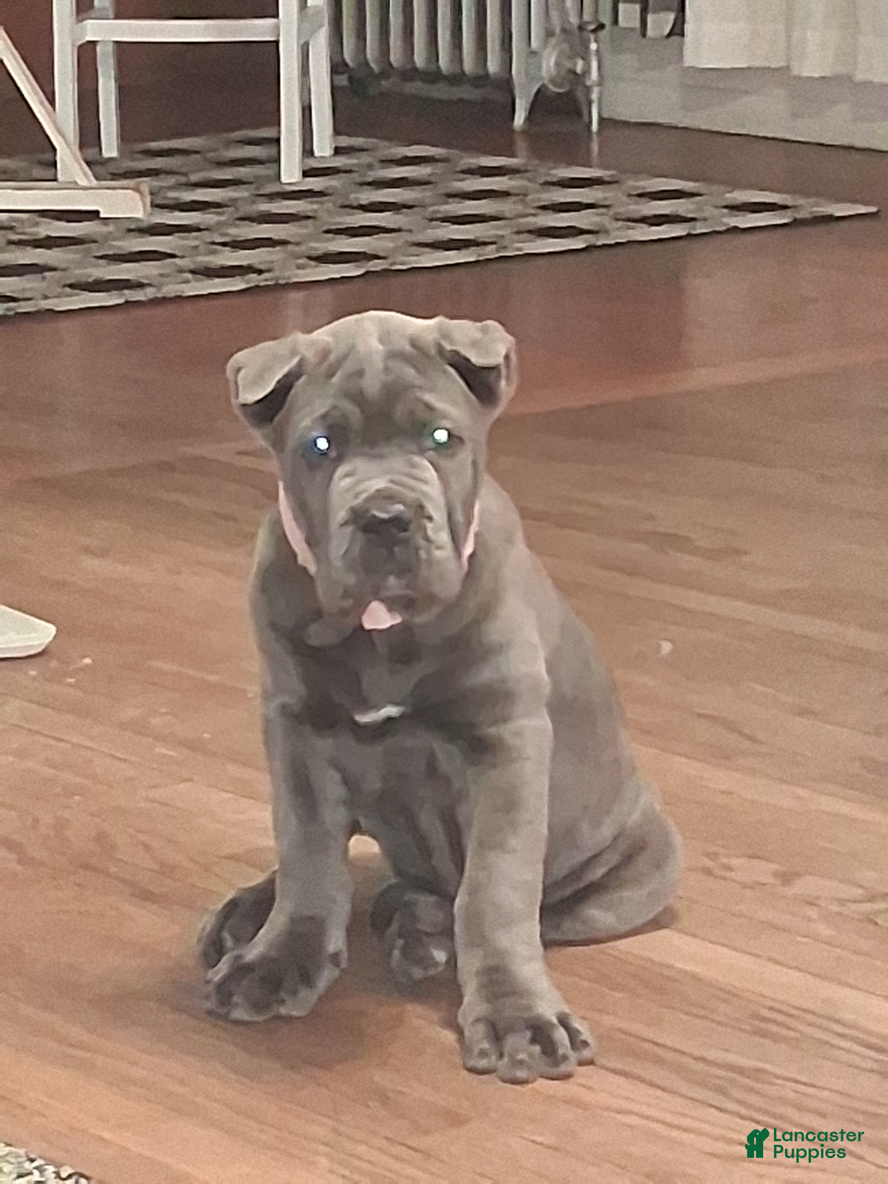 Cane Corso dogs Cane Corso Puppy 1 - Ad 28