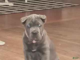 Cane Corso dogs Cane Corso Puppy 1 - Ad 28