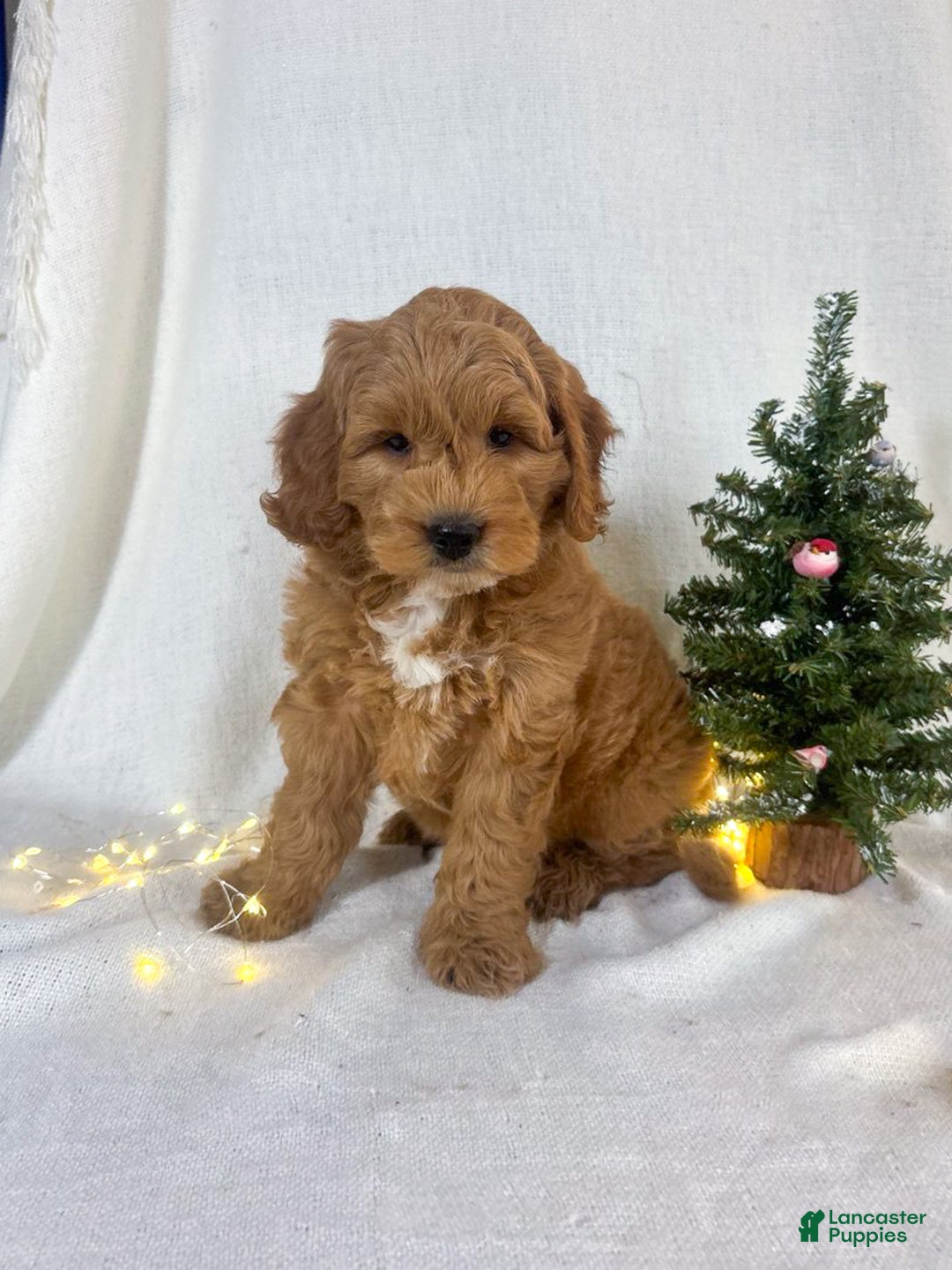 Mini Goldendoodle dogs for sale: Chip - Ad 3