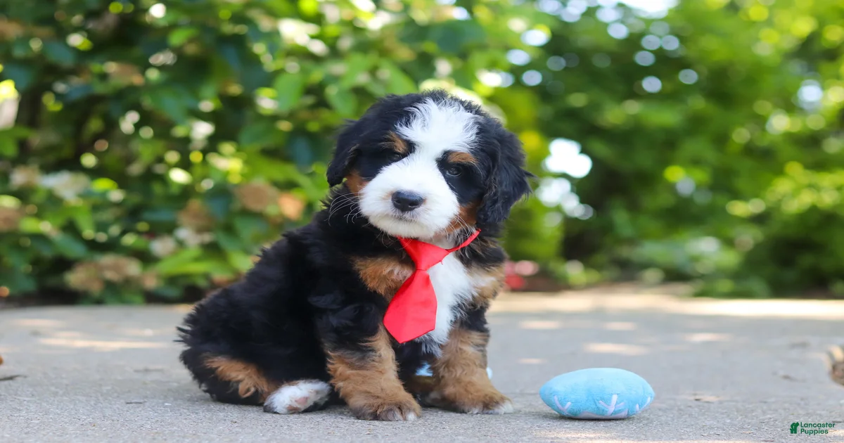 Leo Mini Bernedoodle for sale in Dundee | Lancaster Puppies