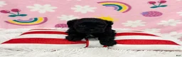 Cavapoo dogs for sale: Sophie - Ad 2