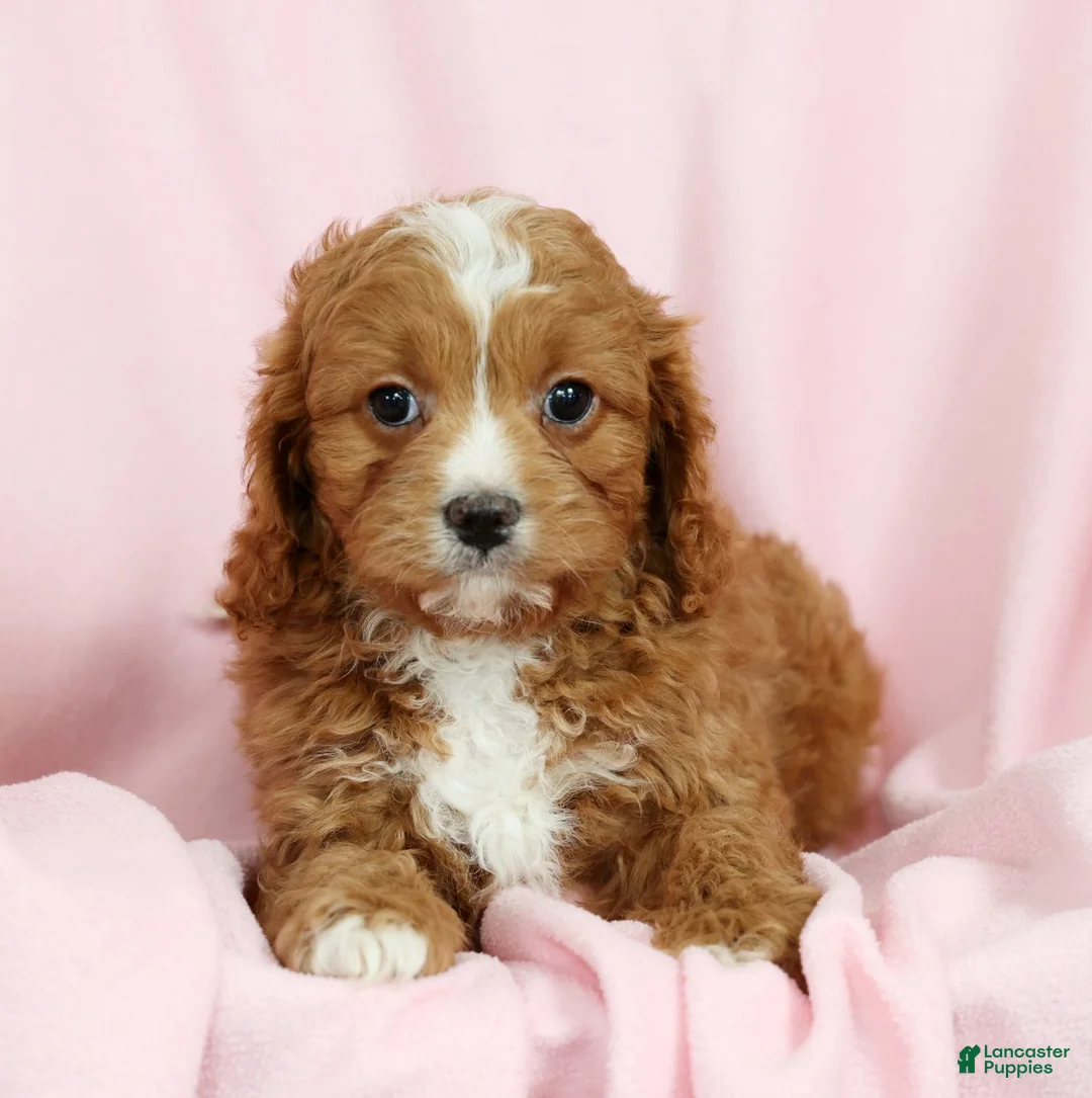 Cavapoo dogs for sale: Callie - Ad 6