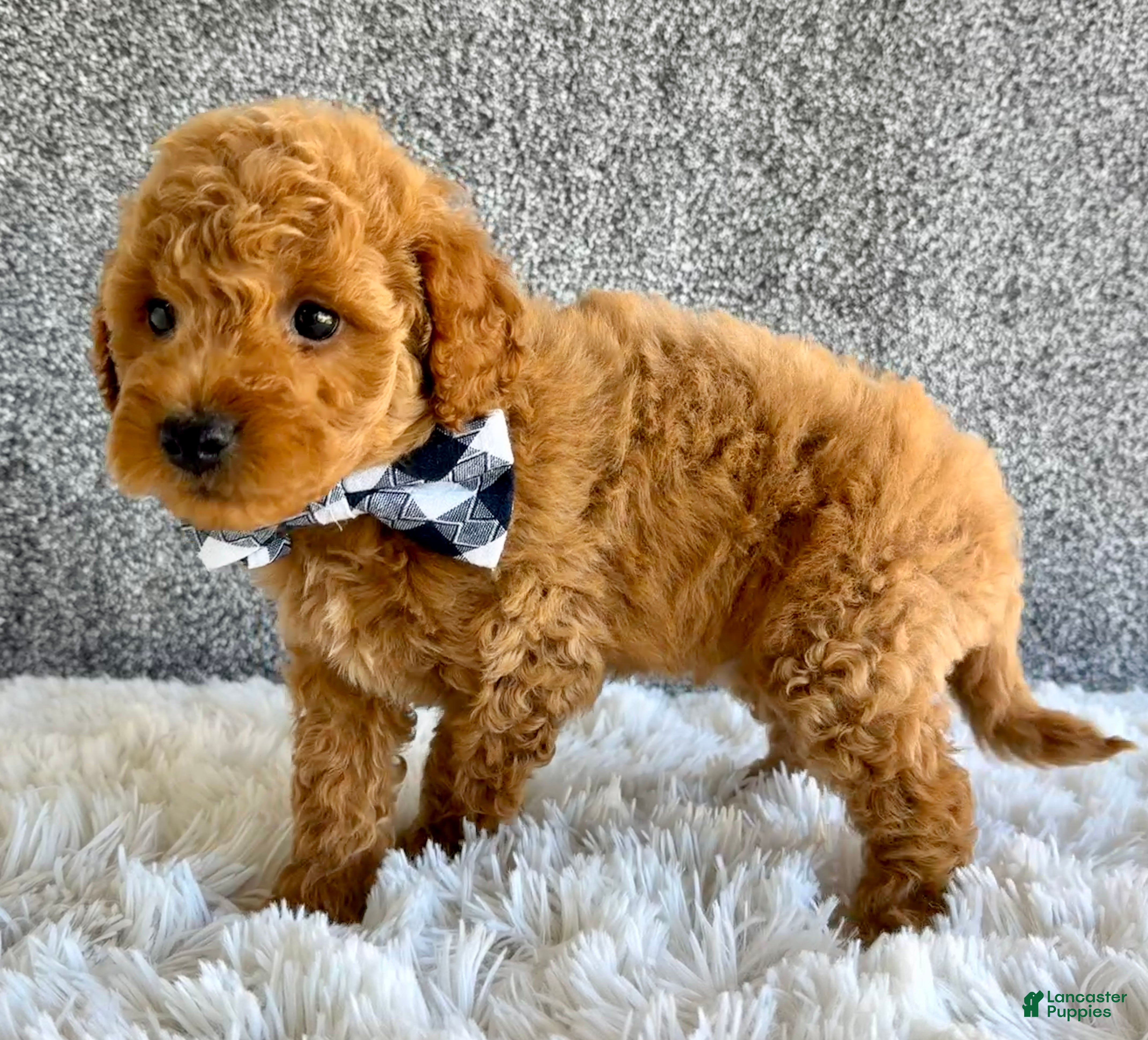Mini Goldendoodle dogs for sale: Santiago  - Ad 2