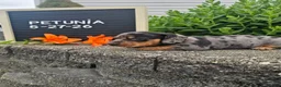Miniature Dachshund dogs for sale: Petunia - Ad 16
