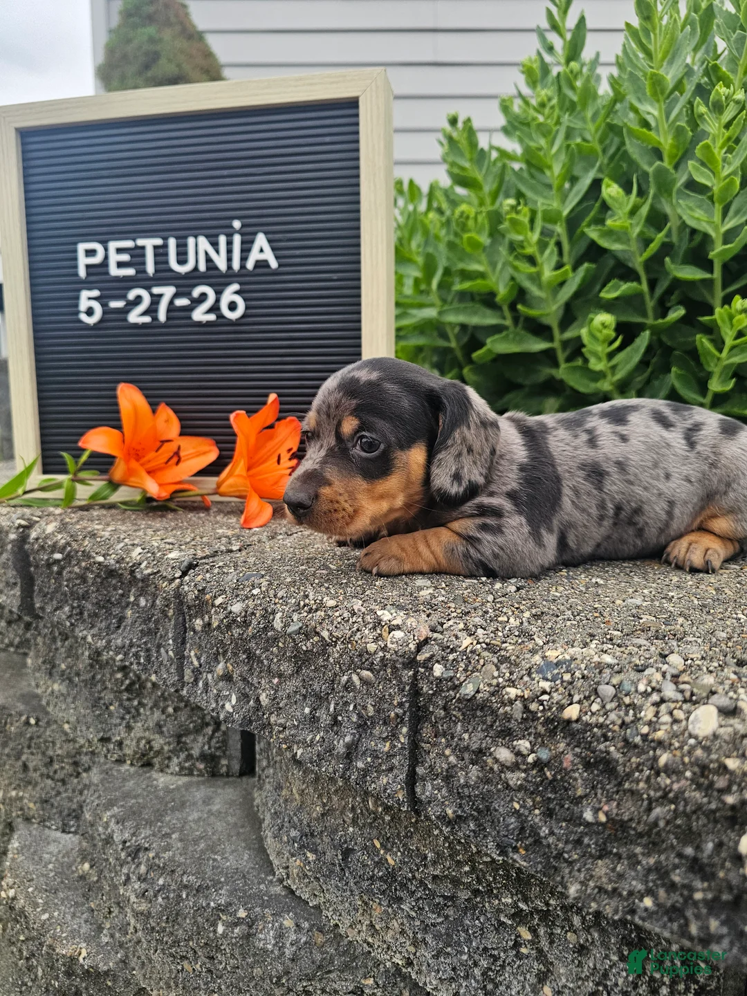 Miniature Dachshund dogs for sale: Petunia - Ad 16