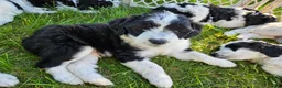Bordoodle dogs for sale: W.C. - Ad 4