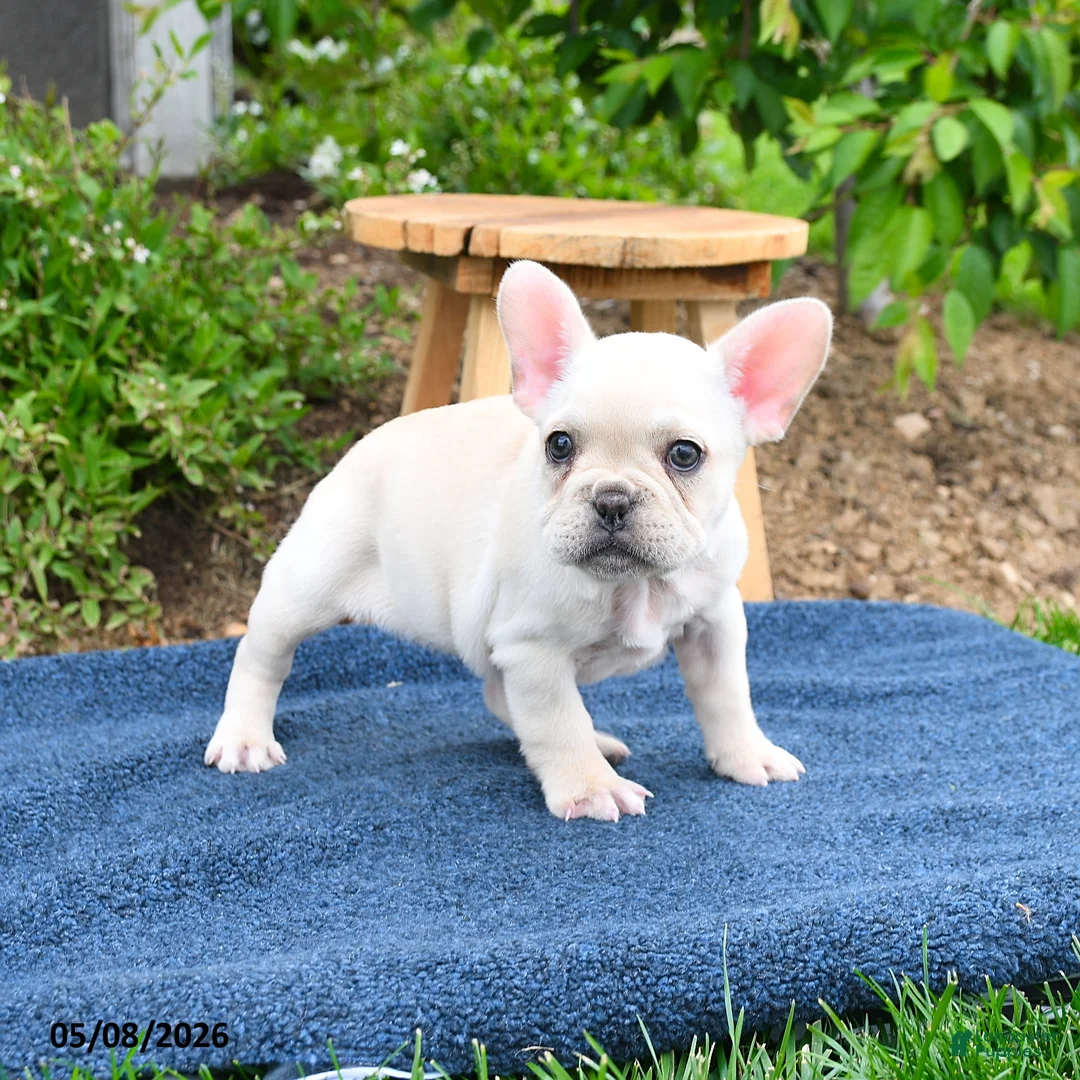 French Bulldog dogs for sale: Flavielle - Ad 1