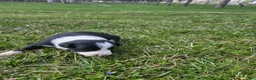 Border Collie dogs for sale: Lily - Ad 7