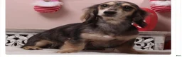 Miniature Dachshund dogs for sale: Miniature Dachshund 1 - Ad 9