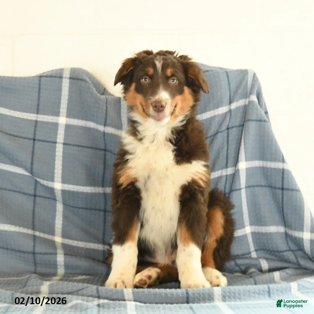 Australian Shepherd dogs for sale: Kip   - Ad 2