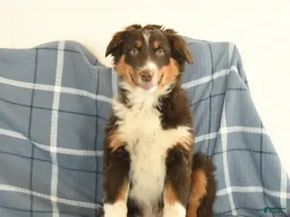 Australian Shepherd dogs Kip - Ad 40