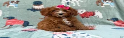 Cavapoo dogs for sale: Buttercup  - Ad 3
