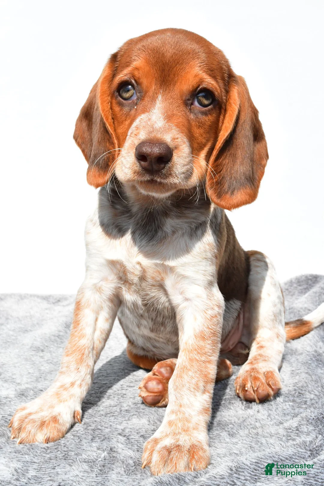 Beagle dogs for sale: Marie - Ad 1