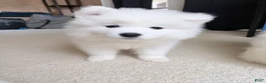 Samoyed Puppy 4