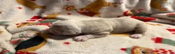 Olde English Bulldogge dogs for sale: Tri Lilac Merle - Ad 6