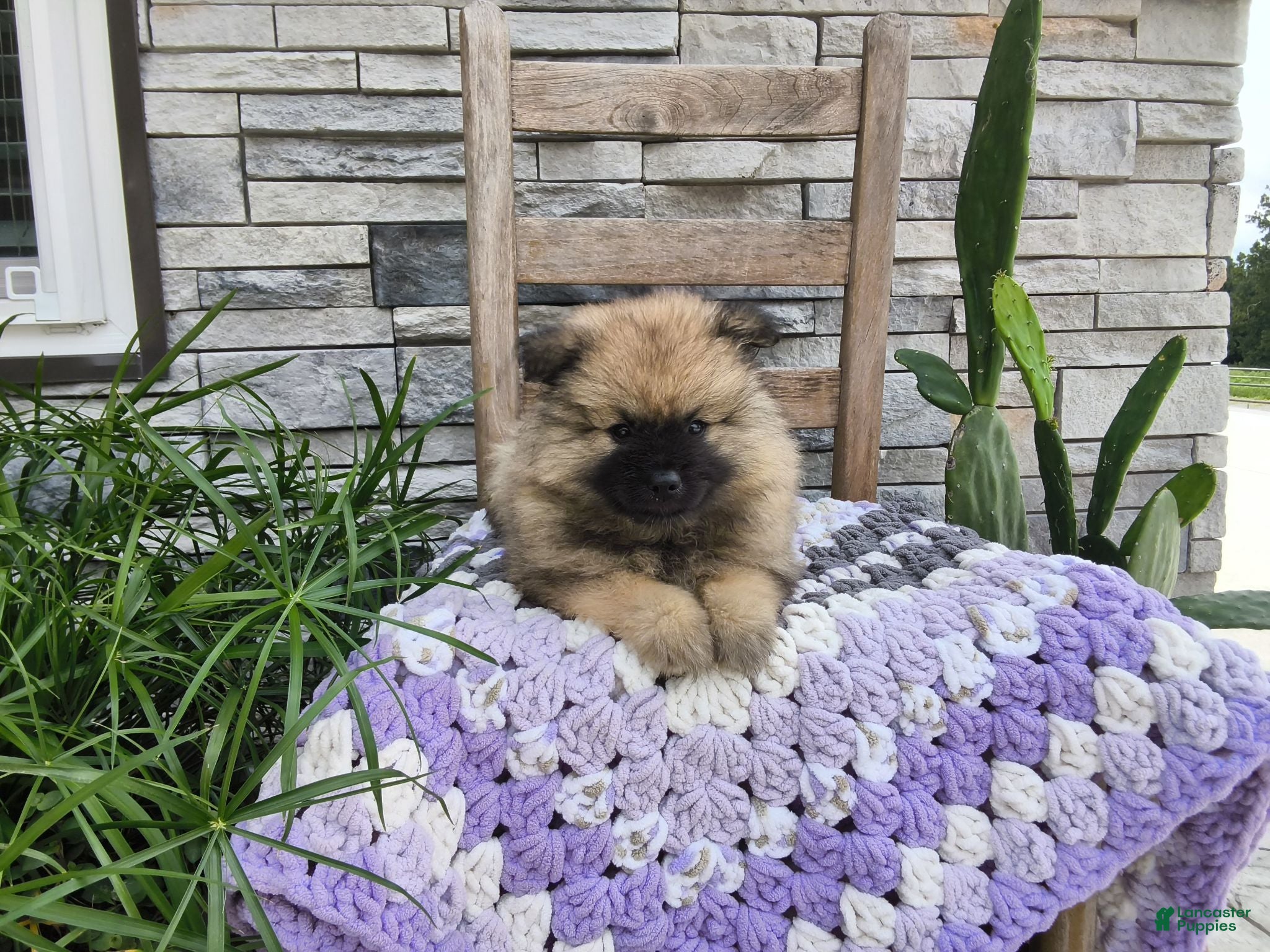 Keeshond dogs for sale: Deanna - Ad 1
