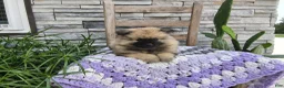 Keeshond dogs for sale: Deanna - Ad 1