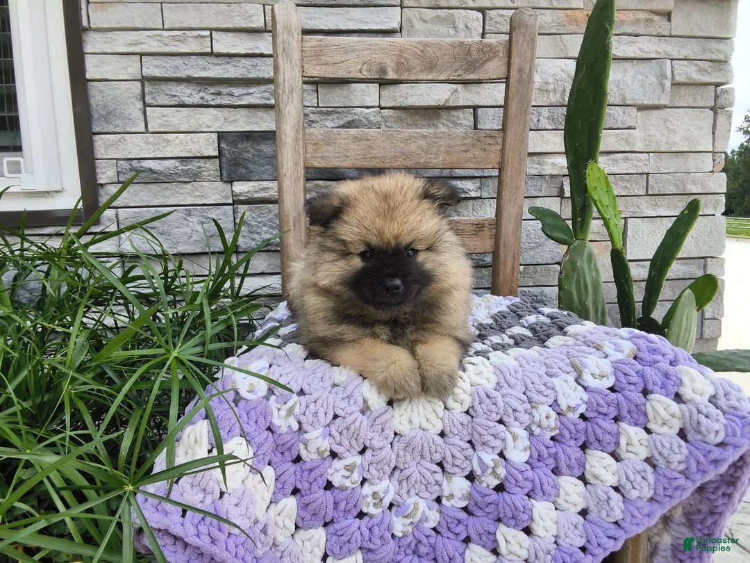 Keeshond dogs for sale: Deanna - Ad 1