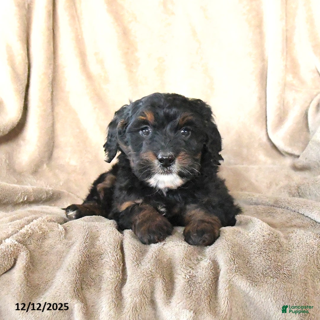 Mini Bernedoodle dogs for sale: Violet - Ad 3