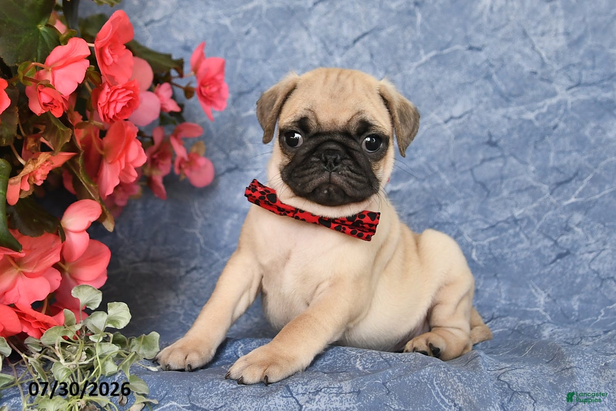 Pug dogs Bowser - Ad 1
