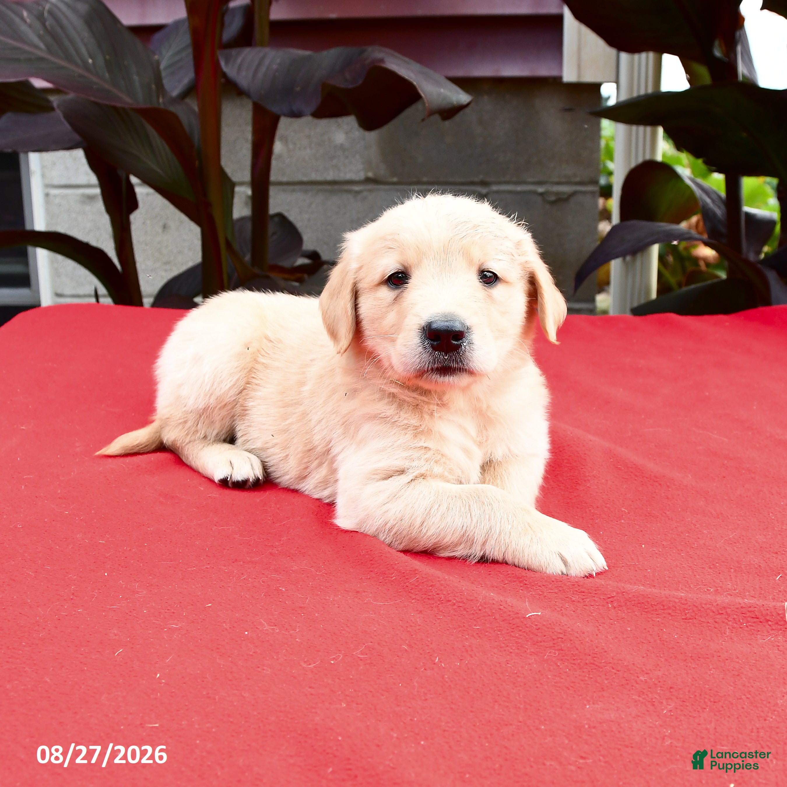 Golden Retriever dogs Chrisley - Ad 2