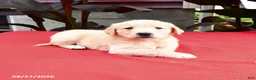 Golden Retriever dogs for sale: Chrisley - Ad 2