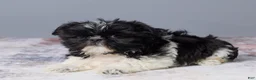 Shih Tzu dogs for sale: River - Ad 5
