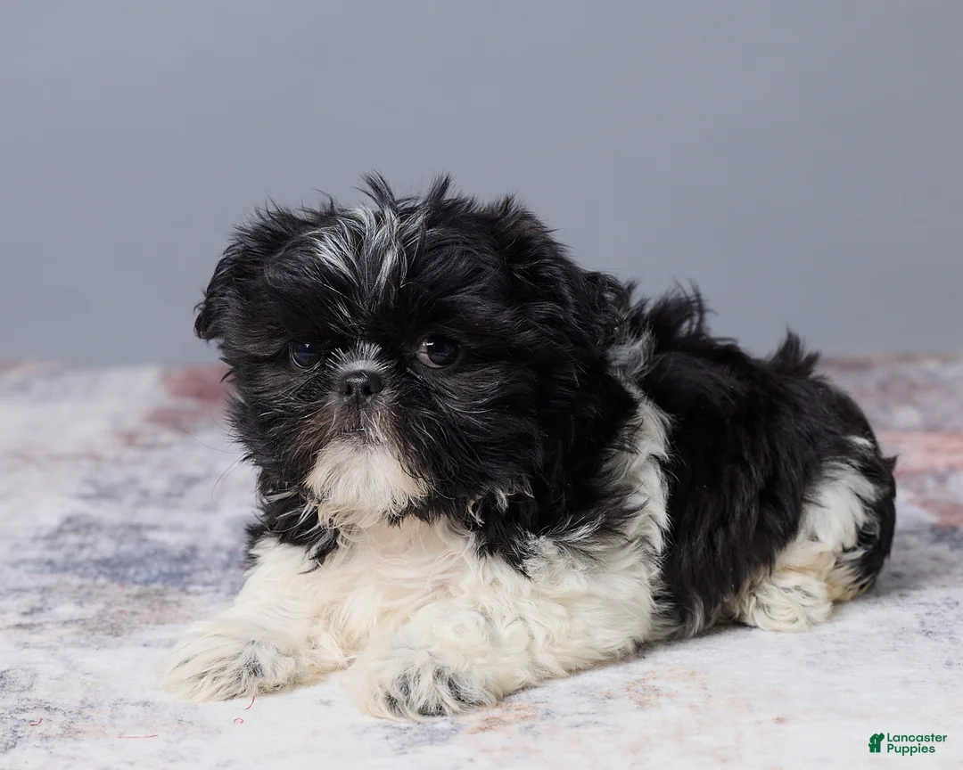 Shih Tzu dogs for sale: River - Ad 5