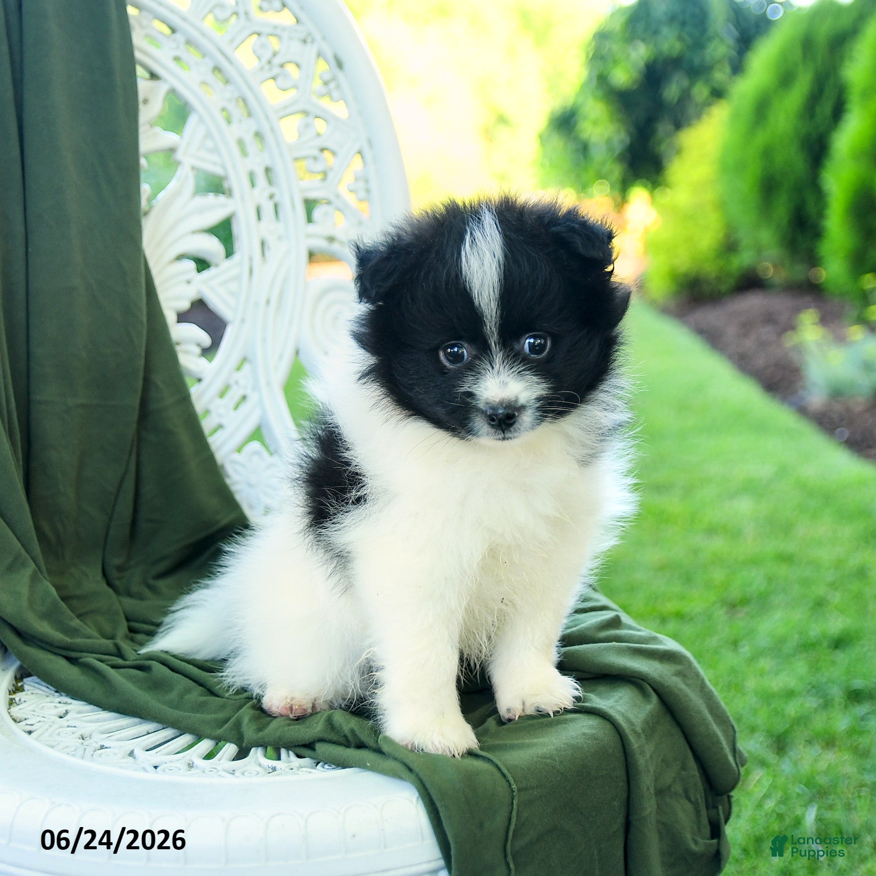 Pomeranian dogs Alex - Ad 1