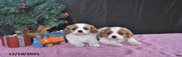 Cavalier King Charles Spaniel dogs for sale: Rudolph CHAMPION BLOOD - Ad 3