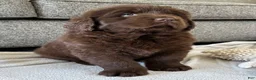 Newfoundland dogs for sale: “ Coco Chanel” OFA, CH, AKC - Ad 1