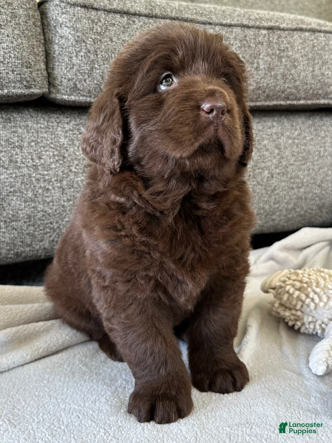 Newfoundland dogs for sale: “ Coco Chanel” OFA, CH, AKC - Ad 1