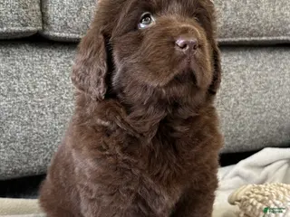 Newfoundland dogs for sale: “ Coco Chanel” OFA, CH, AKC - Ad 3