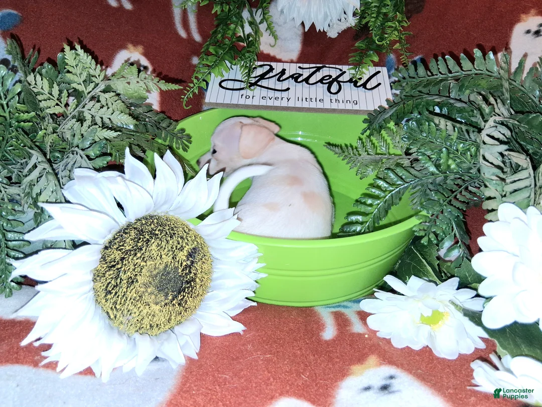 Jack Chi dogs for sale: Nugget - Ad 7