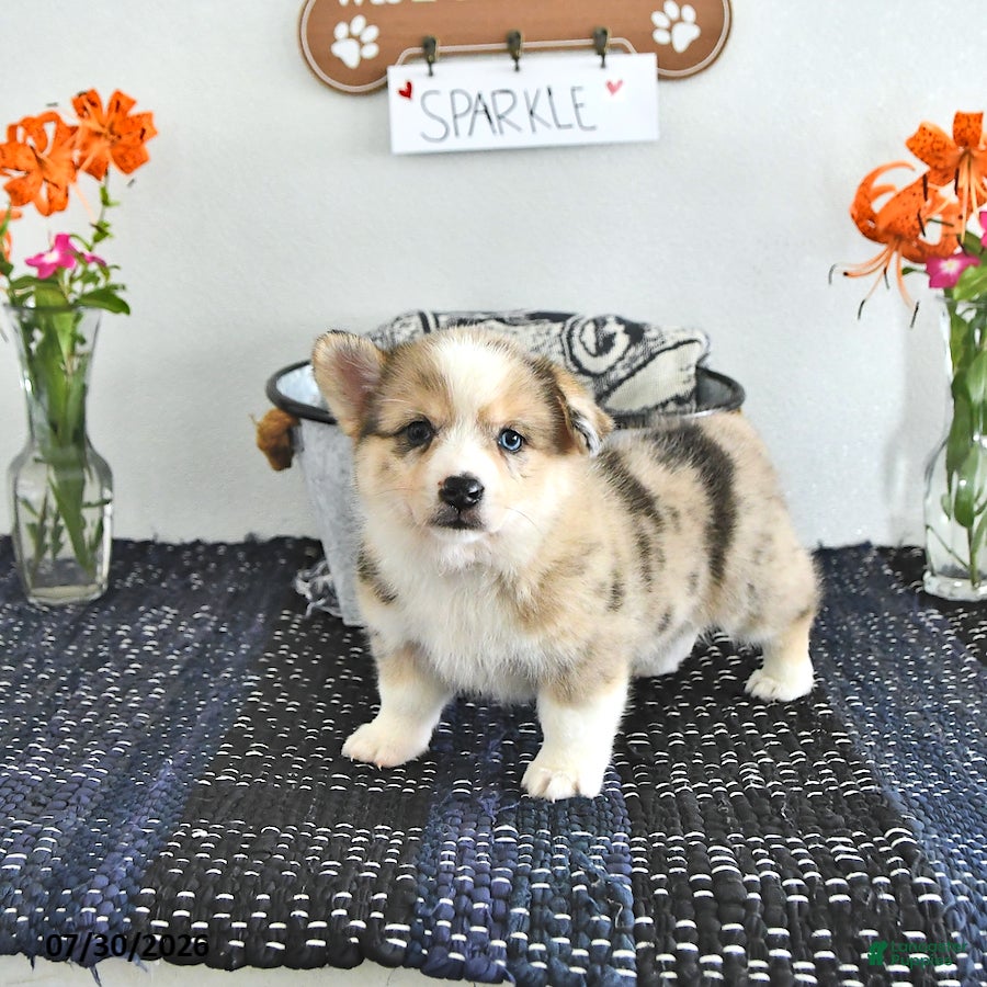 Mixed Breed dogs Sparkle - Ad 1