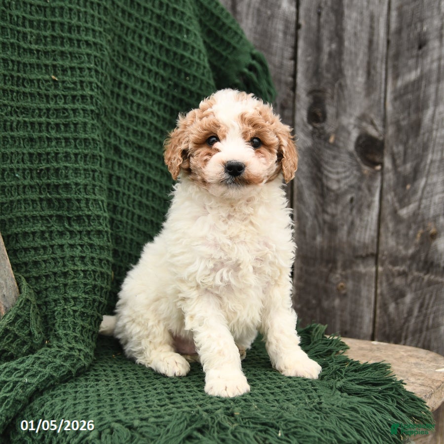 Mini Goldendoodle dogs for sale: Tanner - Ad 1