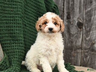 Mini Goldendoodle dogs for sale: Tanner - Ad 1