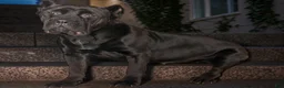 Cane Corso dogs for sale: Zinnia  - Ad 2