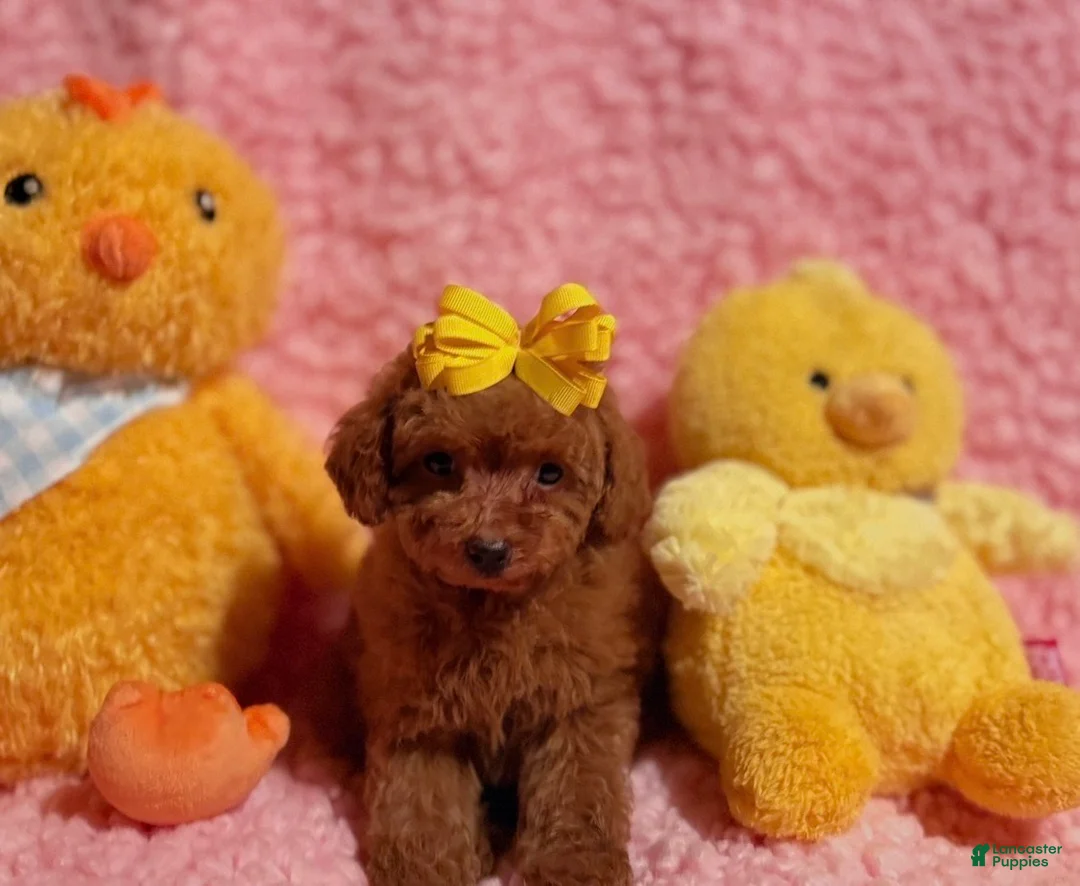 Toy Poodle dogs for sale: April tiny toy  - Ad 6