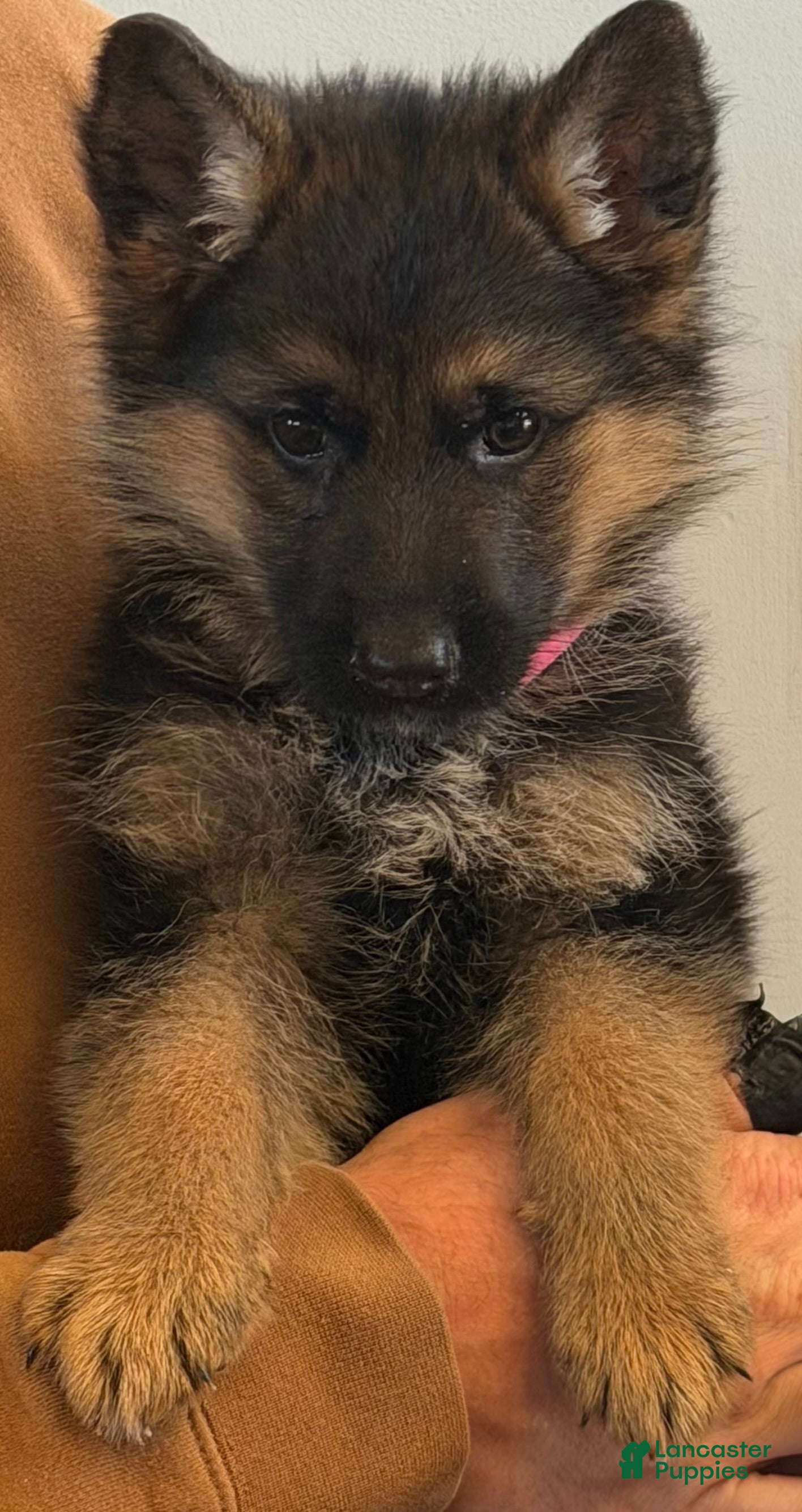German Shepherd dogs Xena - Ad 1