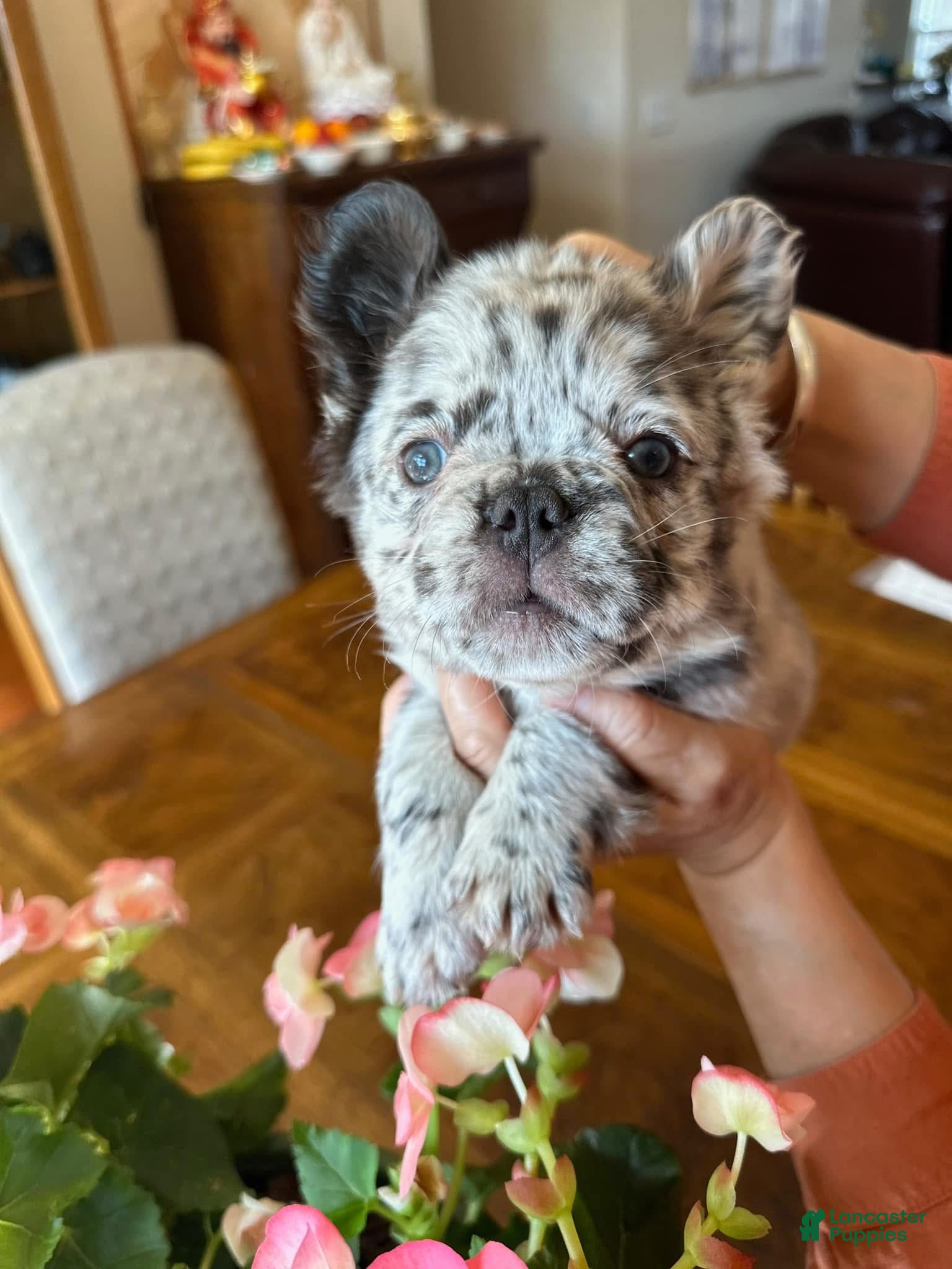French Bulldog dogs French Bulldog Puppy 7 - Ad 27