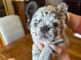 French Bulldog dogs French Bulldog Puppy 7 - Ad 27