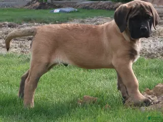 English Mastiff dogs Thunder - Ad 17