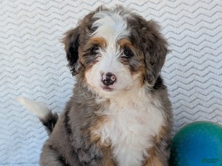 Mini Bernedoodle dogs - Ad 20